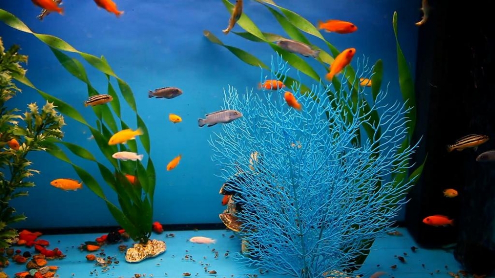 самые живучие аквариумные рыбки