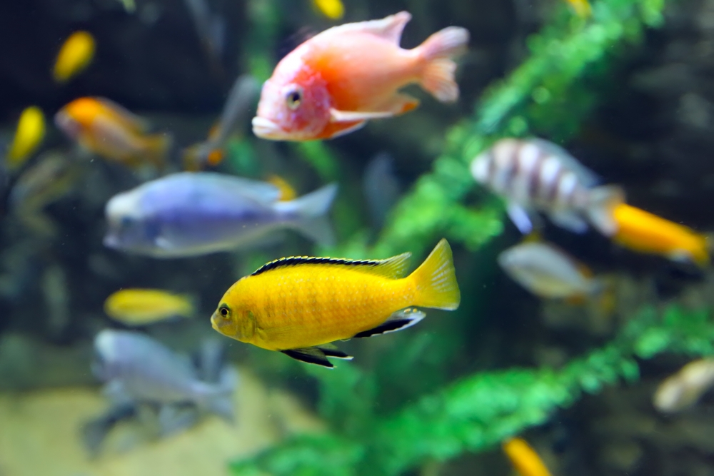 желтые аквариумные рыбки