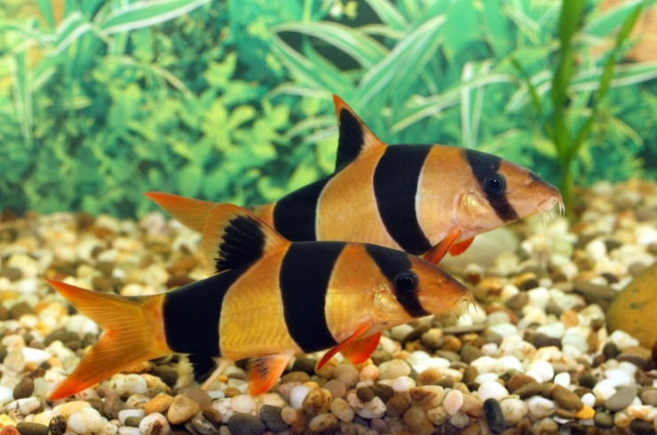 золотые рыбки совместимость с другими рыбками