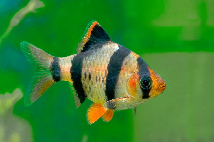 золотые рыбки совместимость с другими рыбками