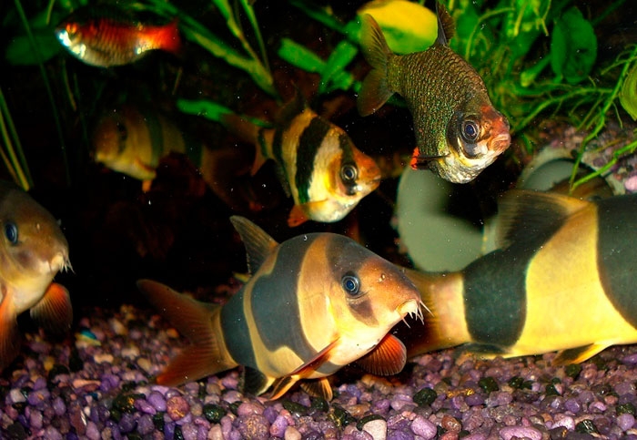 аквариумные рыбки барбусы с кем уживаются