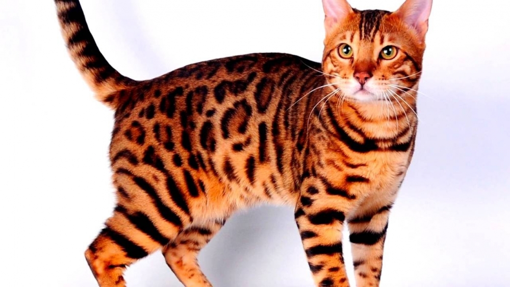 бенгальская кошка размеры и вес