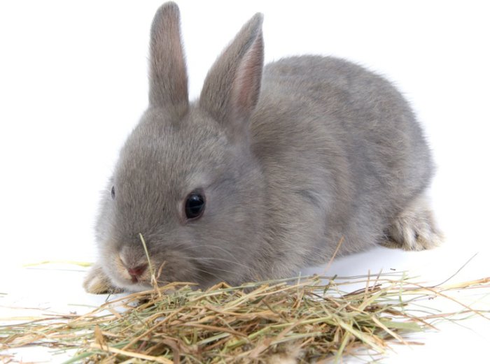 траву можно давать кроликам