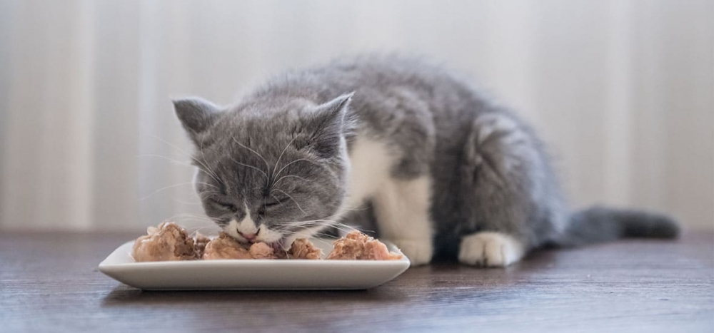 диета для кота при мочекаменной болезни