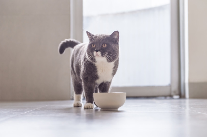 чем кормить кота при мочекаменной болезни