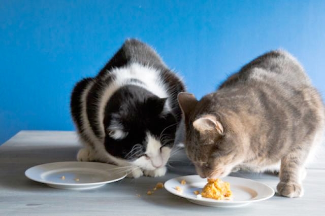 чем кормить кота при мочекаменной болезни