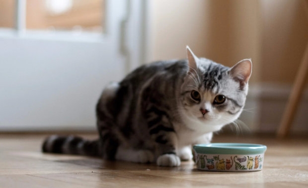 диета для кота при мочекаменной болезни