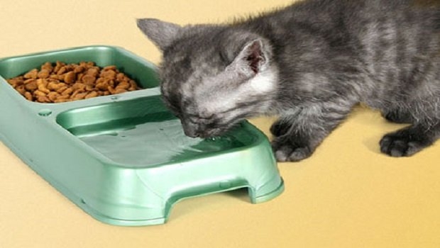 корм для кошек в домашних условиях рецепты
