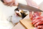 Правильное питание для кошек