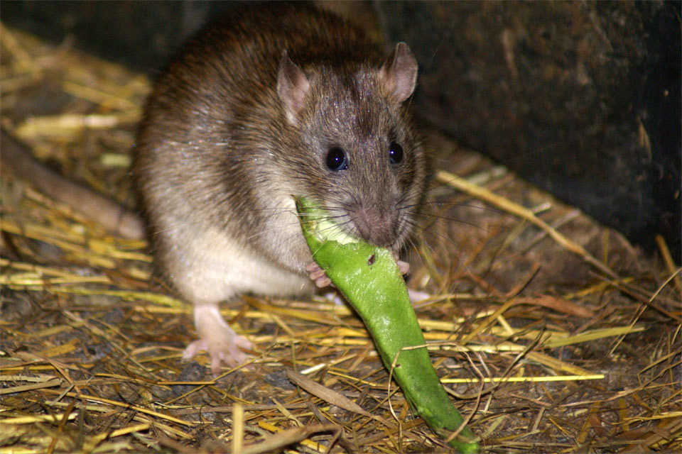 что едят крысы домашние