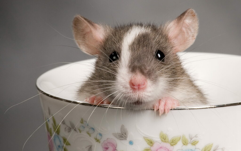 едят белые крысы в домашних условиях
