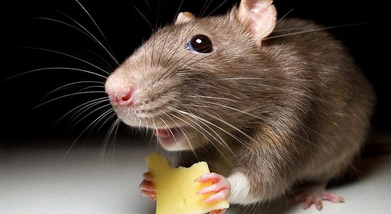 кормить крысу декоративную