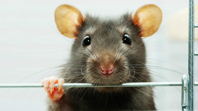 крыса питается в домашних условиях