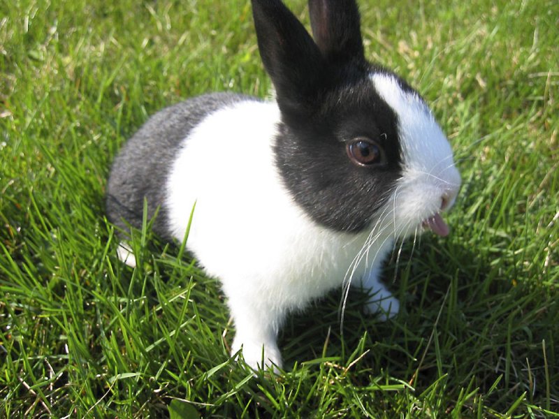 сколько живут декоративные кролики в домашних условиях