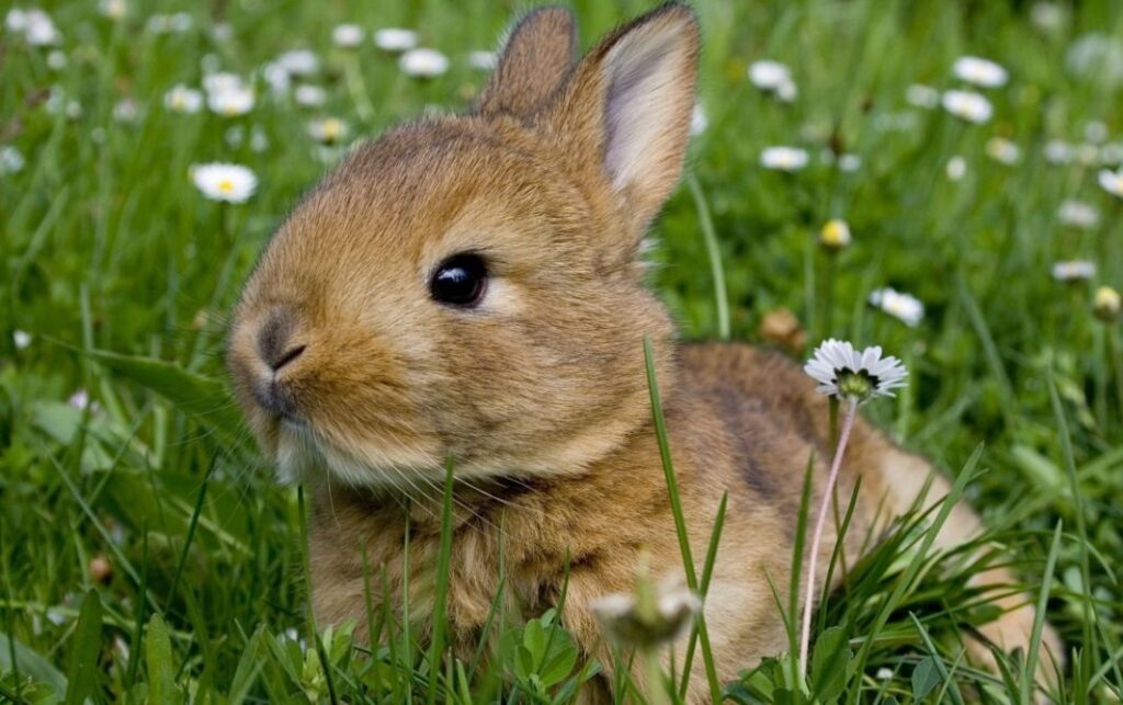 продолжительность жизни декоративных кроликов