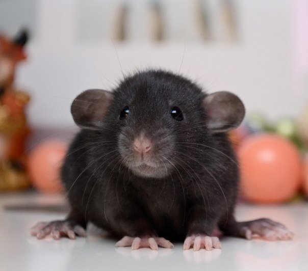 сколько живут домашние крысы