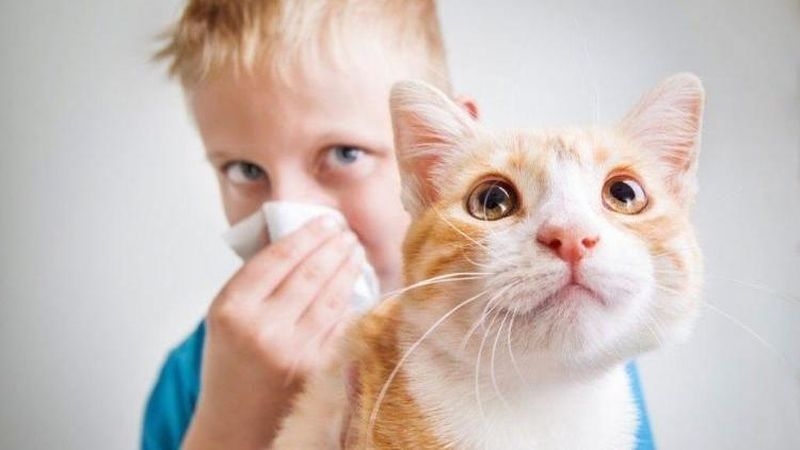 гипоаллергенные породы кошек