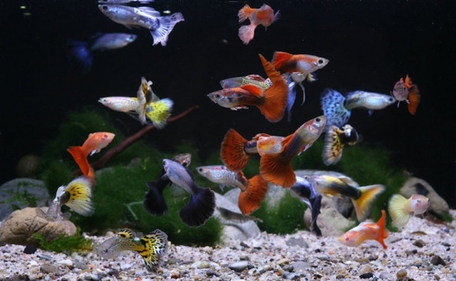 аквариумные рыбки гуппи содержание и уход