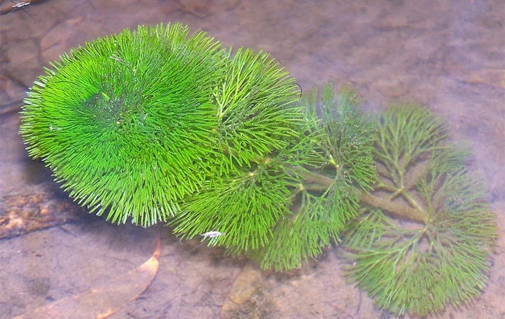 кабомба аквариумное растение содержание