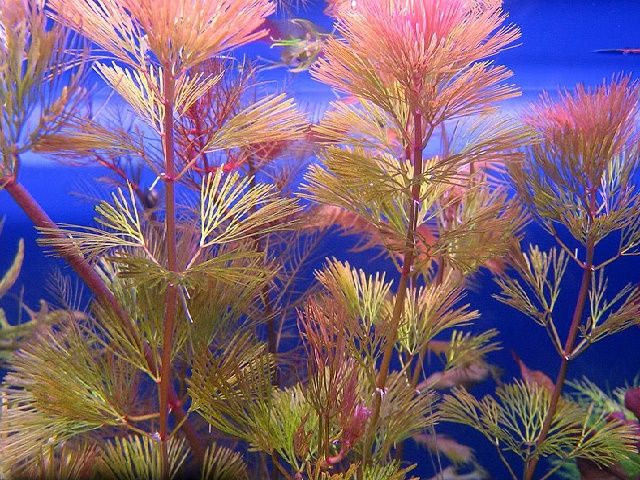 кабомба аквариумное растение содержание