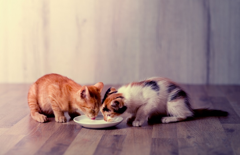 каким кормом кормить котенка