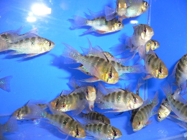 как кормить рыбок в аквариуме