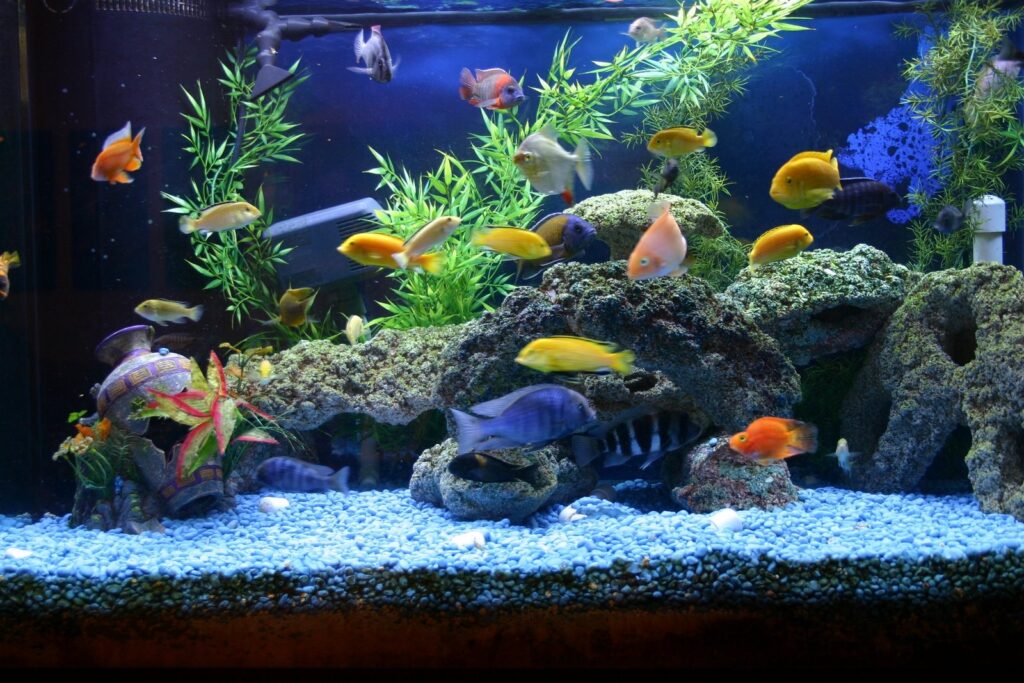 как выбрать аквариум для дома