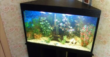 домашний аквариум для рыбок