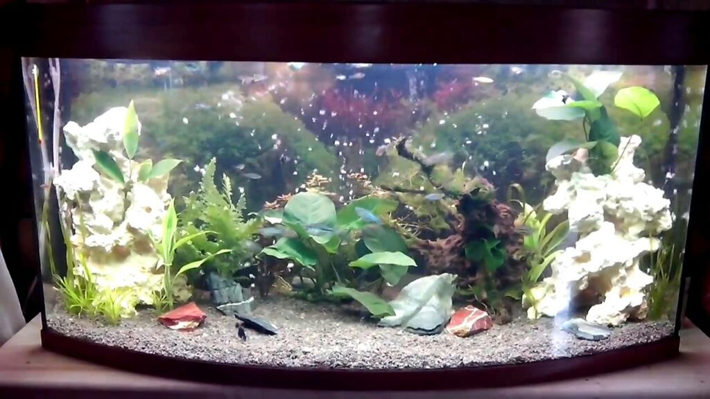 выбрать аквариум для рыбок