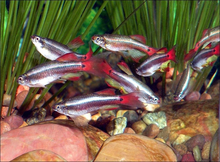 кардиналы аквариумные рыбки