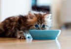 котенок кушает самостоятельно