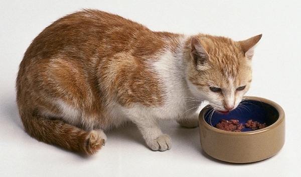 витамины для беременных кошек