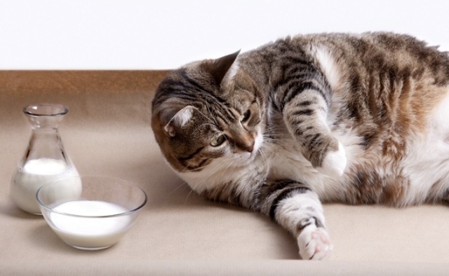 витамины для беременных кошек