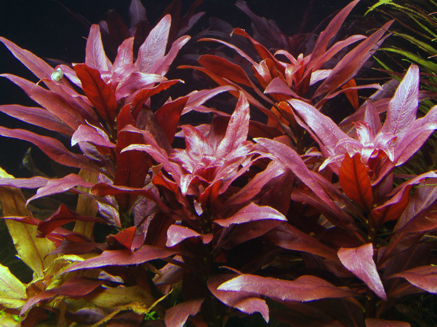 людвигия аквариумное растение