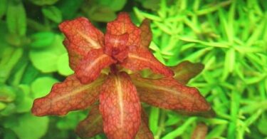 Людвигия аквариумное растение