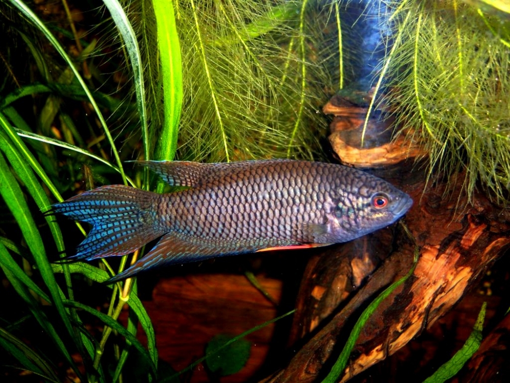 аквариумная рыбка макропод