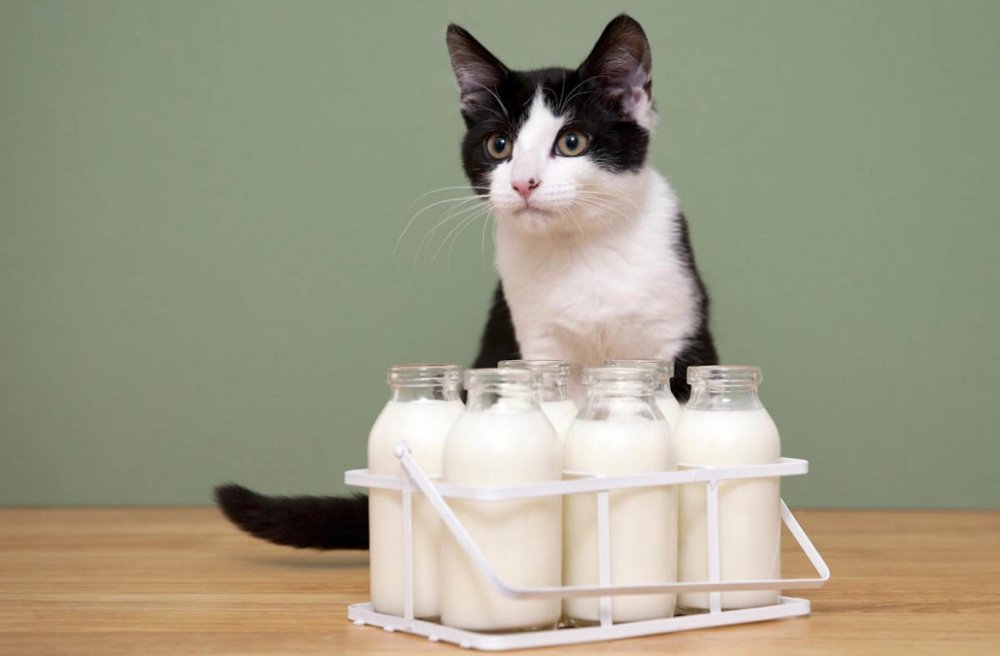 почему кошкам нельзя молоко