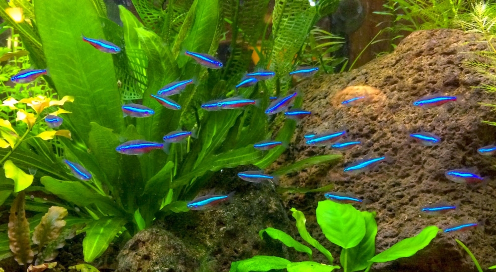 голубой неон рыбка