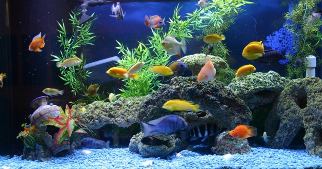 неприхотливые аквариумные рыбки