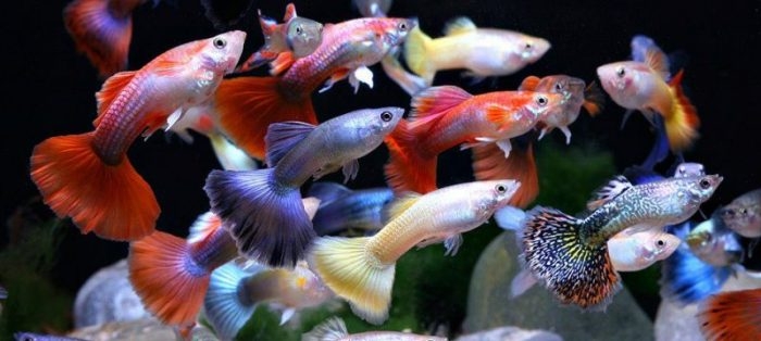 какие рыбки живут в аквариуме