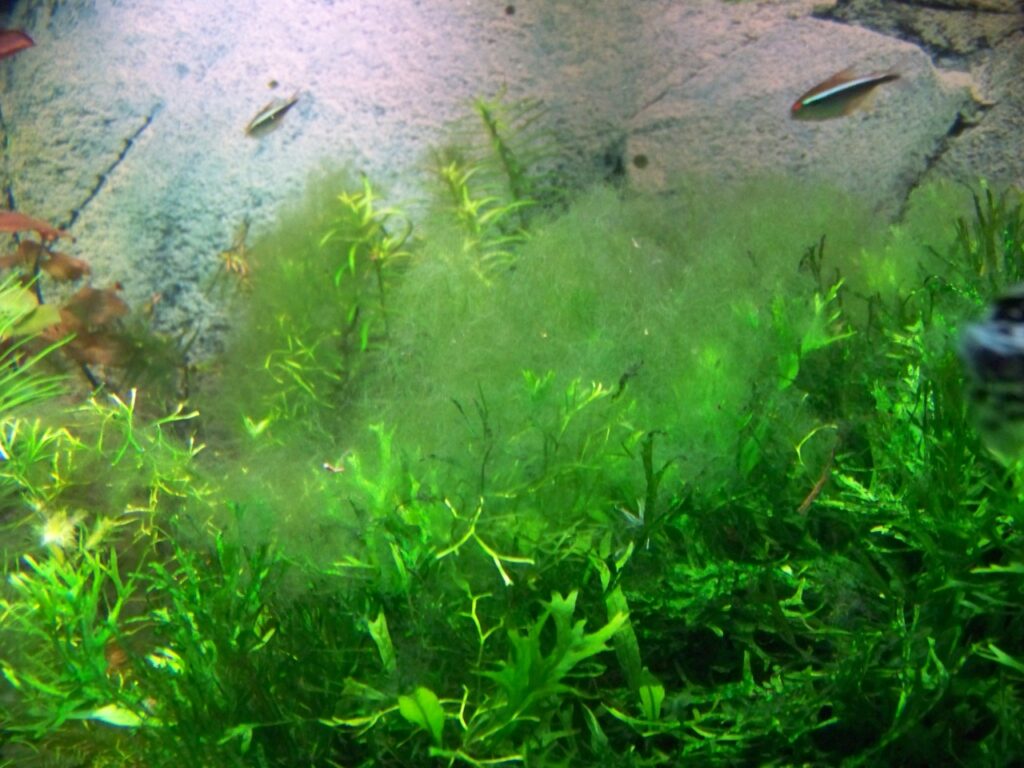 нитчатые водоросли в аквариуме