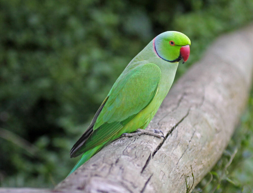 ожереловый попугай фото