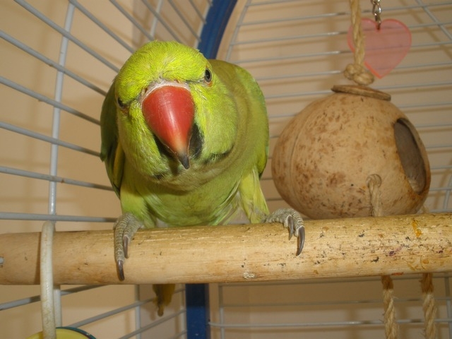 индийский кольчатый попугай