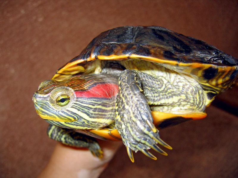 красноухая черепаха перестала есть что делать