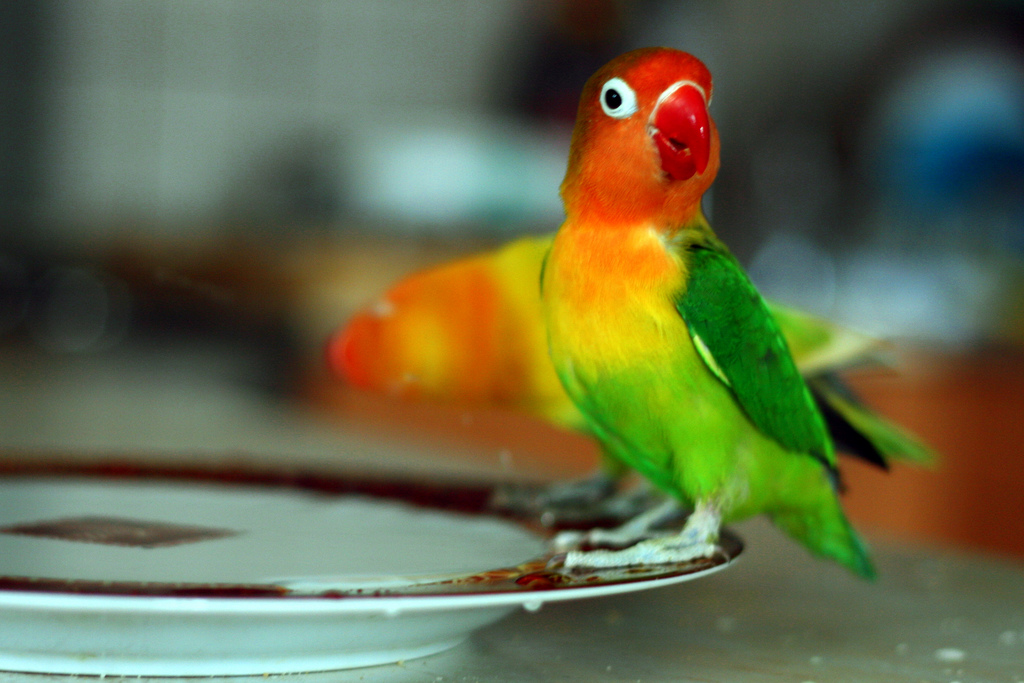 попугай неразлучник в домашних условиях