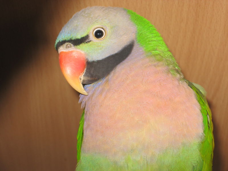 разновидности волнистых попугайчиков