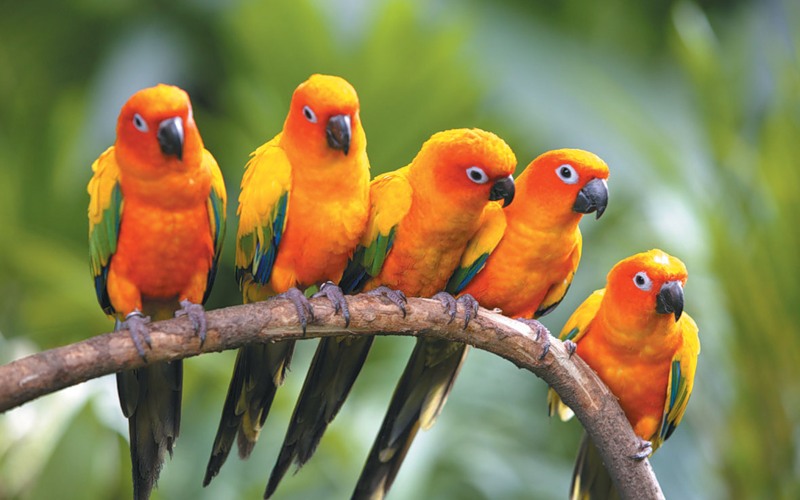 фото волнистых попугаев разных окрасов