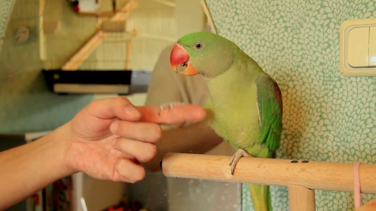попугаи для домашнего содержания