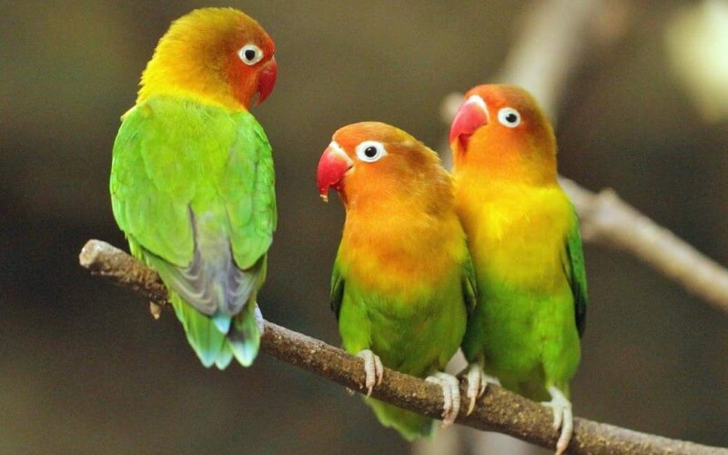 породы попугаев фото и названия