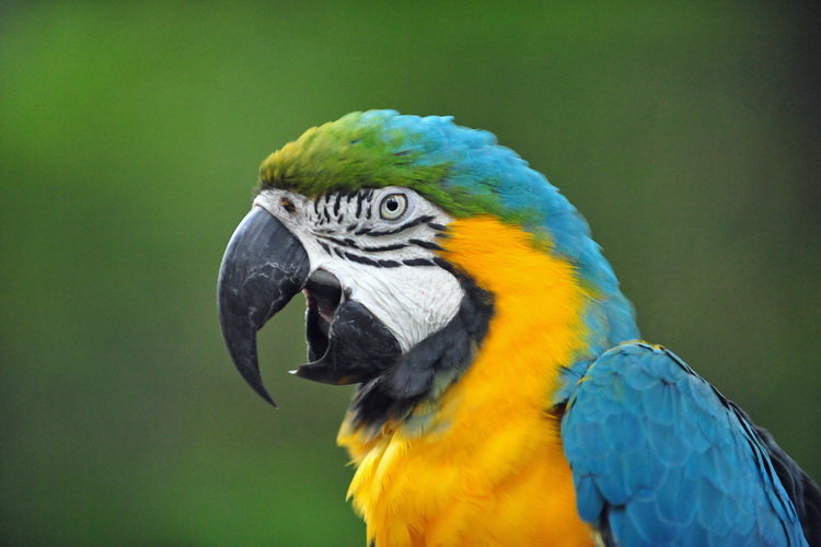 породы попугаев фото и названия